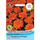 Studentenblume Durango Tangerine F1 Hybride - Tagetes patula - Samen