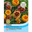 Zinnie Aztec Sunset Improved - Zinnia haageana - Samen