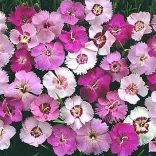 Federnelke Ipswich Pinks Mischung - Dianthus plumarius -...