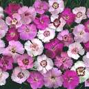 Federnelke Ipswich Pinks Mischung - Dianthus plumarius -...