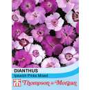 Federnelke Ipswich Pinks Mischung - Dianthus plumarius - Samen