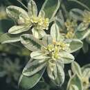 Weissrand-Wolfsmilch Summer Icicle - Euphorbia marginata - Samen