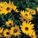 Sonnenblume, mehrjährige - Helianthus laetiflorus -...