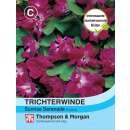 Winde, Trichterwinde Sunrise Serenade - Ipomoea x...