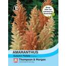 Amaranth Autumn Palette - Amaranthus paniculatus - Samen