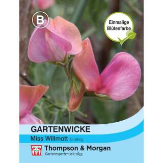 Wicke, Duftwicke Miss Willmott - Lathyrus odoratus...