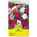 Fleissiges Lieschen, halbhohe Mischung - Impatiens walleriana - Samen