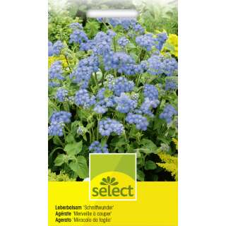 Leberbalsam Schnittwunder - Ageratum houstonianum - Samen