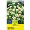 Margerite, weiss - Chrysanthemum paludosum - Samen