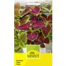 Buntnessel, Mischung - Coleus Blumei hybriden - Samen