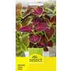 Buntnessel, Mischung - Coleus Blumei hybriden - Samen