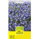 Lobelie, blau - Lobelia erinus - Samen