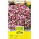 Steinkraut Wonderland, rosa - Lobularia maritima - Samen