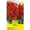 Salbei, Prachtsalbei Feuerzauber - Salvia splendens - Samen