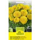 Studentenblume, Sammetblume Sonnenschein - Tagetes erecta Hybride - Samen