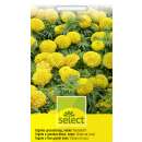 Studentenblume, Sammetblume Mondlicht - Tagetes erecta Hybride - Samen