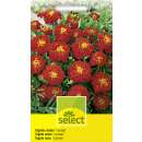 Studentenblume, Sammetblume nieder Carmen - Tagetes patula Hybride - Samen