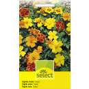 Studentenblume, Sammetblume nieder Disco, Mischung - Tagetes patula Hybride - Samen