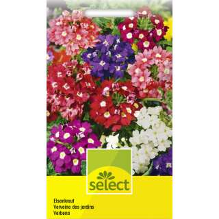 Eisenkraut, Prachtmischung - Verbena-Hybriden - Samen