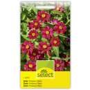 Zinnia Profusion Cherry - Zinnia angustifola - Samen