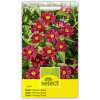 Zinnia Profusion Cherry - Zinnia angustifola - Samen