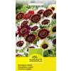 Wucherblume einfache, Frohe Mischung - Chrysanthemum carinatum - Samen