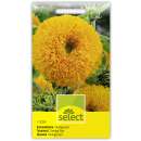 Sonnenblume Orange Sun - Helianthus annuus - Samen