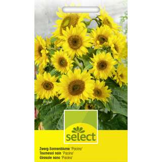 Sonnenblume Pacino - Helianthus annuus - Samen