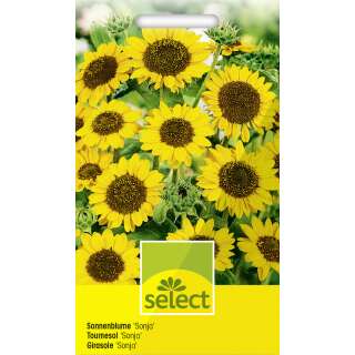 Sonnenblume Sonja - Helianthus annuus - Samen