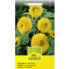 Sonnenblume Gelber Knirps - Helianthus annuus - Samen