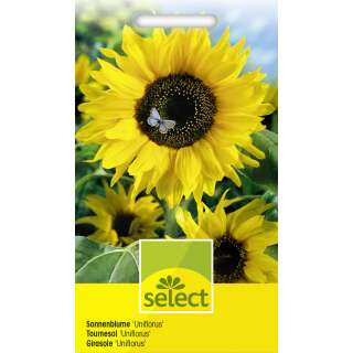 Sonnenblume Uniflorus - Helianthus annuus - Samen