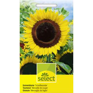 Sonnenblume Schnittwunder - Helianthus annuus - Samen