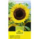 Sonnenblume Schnittwunder - Helianthus annuus - Samen