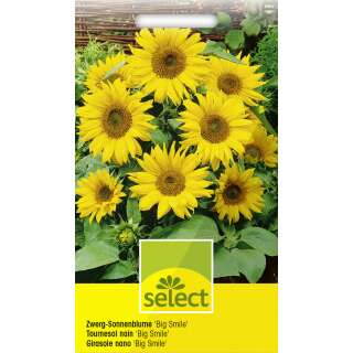 Sonnenblume Big Smile - Helianthus annuus - Samen