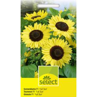 Sonnenblume Full Sun F1 - Helianthus annuus - Samen