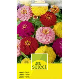 Zinnie Pumila, Mischung - Zinnia elegans - Samen