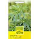 Hanf, Faserhanf (THC-arm) - Cannabis sativa - Hanfsamen