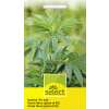 Hanf, Faserhanf (THC-arm) - Cannabis sativa - Hanfsamen