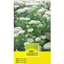 Bischofskraut, Ammi Green Mist - Ammi visnaga - Samen