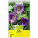 Glockenrebe, violett - Cobaea scandens - Samen