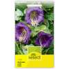 Glockenrebe, violett - Cobaea scandens - Samen