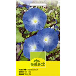 Winde, Prunkwinde Blauer Himmel - Ipomoea tricolor - Samen