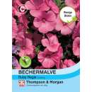 Bechermalve Ruby Regis - Lavatera trimestris - Samen