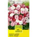 Gänseblümchen, Prachtmischung - Bellis perennis - Samen