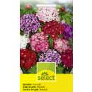 Bartnelke Hollandia Mix - Dianthus barbatus - Samen