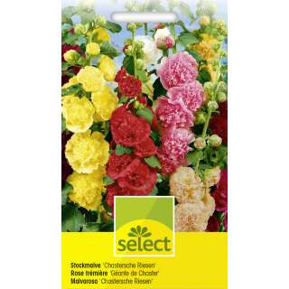 Malve, Stockmalve Chastersche Riesen, Mischung - Alcea rosea - Samen