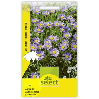 Alpenaster - Aster alpinus - Samen