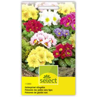 Primel, Gartenprimel, stengellose, Mischung - Primula...