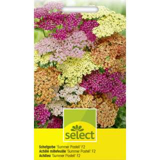 Schafgarbe Summer Pastell F2, Mischung - Achillea millefolium - Samen