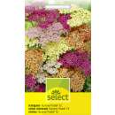 Schafgarbe Summer Pastell F2, Mischung - Achillea...